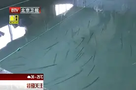 打破“离海即死”魔咒，浙江舟山人工养活带鱼超过2个月图片