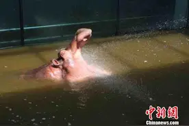 走进石家庄动物园 探访动物们的“花式”避暑图片