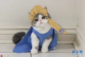 加拿大喵星人迷之喜爱Cosplay 各种卡通造型萌爆了图片