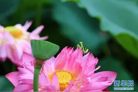 螳螂“嬉荷”图片