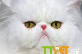 猫咪为什么喜欢蹭人和蹭东西？图片