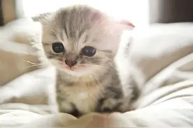 猫喜欢什么颜色 猫咪是天生的色盲图片