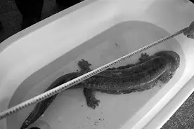 诡异！水库传婴儿啼哭声怎么回事 水库内不是婴儿是条娃娃鱼在叫图片