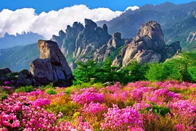 半个月后，青岛将成全国最美城市，在这些地方能听见花开的声音图片