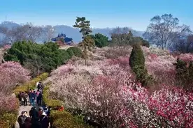 享生活南京的春“色”，我给101分，多1分拿去骄傲图片