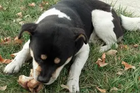 狗吃鸡骨头好不好 鸡骨头易刺伤肠胃图片