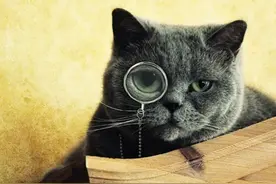 猫喜欢什么声音 猫的呼噜声可以自我调节图片