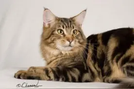 猫咪喜欢吃什么 食物气味越浓猫咪越爱图片