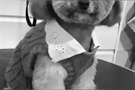 母女路边抱走价值3万泰迪犬 或被判3年以上刑图片