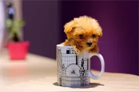 柯基犬被当成野狗打死路边抱走3万泰迪均获刑 偷狗被判刑冤不冤？图片