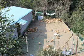 生态转好老鹰出没 磐安农场母鸡吓得“难产”了图片