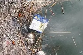 汾河水面又现死鱼 多是缺氧致死，并非水质问题图片