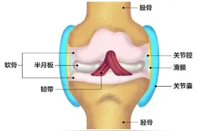 带你“探访”膝关节，只需一分钟！图片