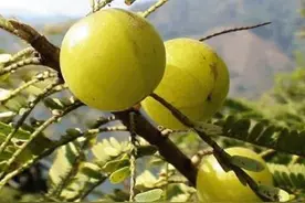 油甘子(牛甘果)的营养价值、功效与作用图片