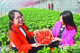 城阳草莓采摘节开幕 五大采摘区将持续到5月图片