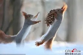 实拍松鼠雪地夺食：萌态十足 战况激烈图片