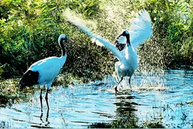 齐齐哈尔旅游：黑龙江省扎龙国家级自然保护区图片