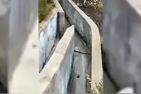 四黄止痢颗粒，兽用仔猪牛鸡羊鸭猪鹅拉稀药止痢传染性肠胃炎腹泻