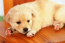 狗得了犬瘟怎么治疗 要与感冒分清楚图片