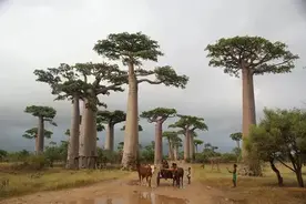 地球旅馆 | 嗨，你国被一群泼猴统治了！图片