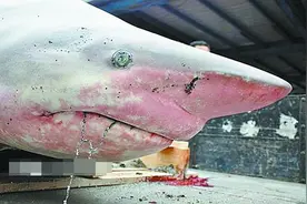 凶猛公牛鲨惊现台冲浪海域图片