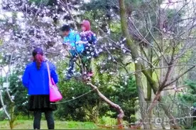 惜春莫把桃枝折 别让赏花变“伤花”图片