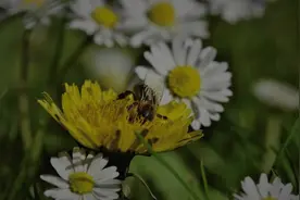 人人都是摄影师 3. 挽救畸变照片
snapseed系列教程视频封面