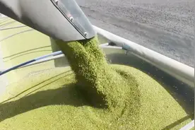 约翰迪尔S690配世界最大18米割台收绿豆