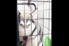 据说哈士奇咬人概率相当于中500万，主人的碎碎念也是逼疯了汪视频封面