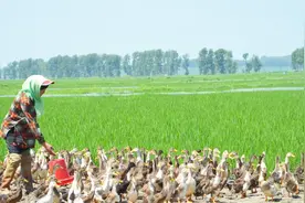 逆天了，鸭子听音乐指挥！视频封面