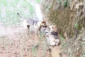农村夏天38度高温，中华田园犬居然这样避暑