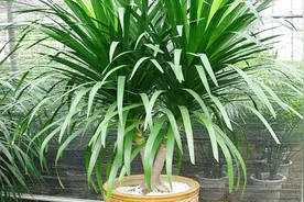 龙血树（翠兰）单头太难看？一招，让它变多头