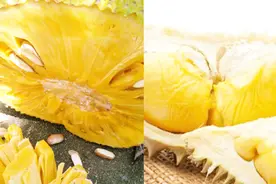 菠萝蜜与榴莲有什么区别，哪一个更好吃呢？视频封面