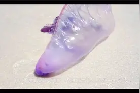 夏季沙滩游玩，看到这种塑料袋，立马逃命，不然可能丢掉小命