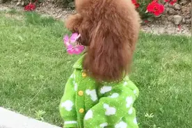 汪星人网红豆豆直立行走，红遍海外全网最红的狗狗视频封面