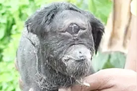 印度现变异山羊，似外星生物十分诡异视频封面