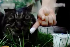 养殖科技117：猫的秘密，猫为何不爱吃甜食？味觉特点