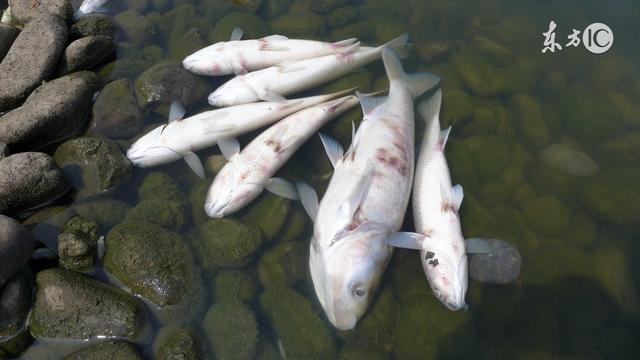 爱吃鱼，记得遵循这四点防止组胺中毒