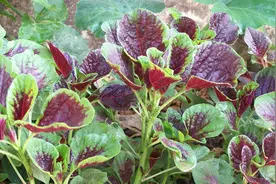 这种大家常吃的野菜，老人小孩吃了身体棒，孕妇却千万不能吃视频封面