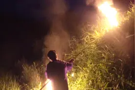 农村人火烧马蜂窝，油炸蜂蛹不是一般的补，被叮也值得