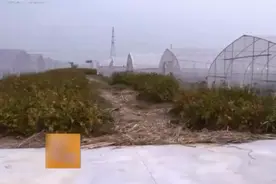 养殖科技159：豆丹虫，投资200万元，尝试反季节养殖视频封面