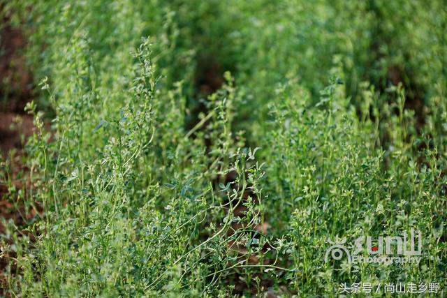 这种饲料植物营养丰富含人体全部必需氨基酸,人吃可延缓衰老?