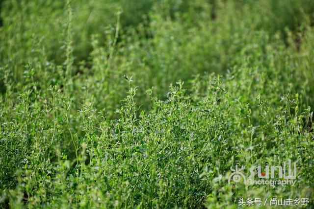 这种饲料植物营养丰富含人体全部必需氨基酸,人吃可延缓衰老?