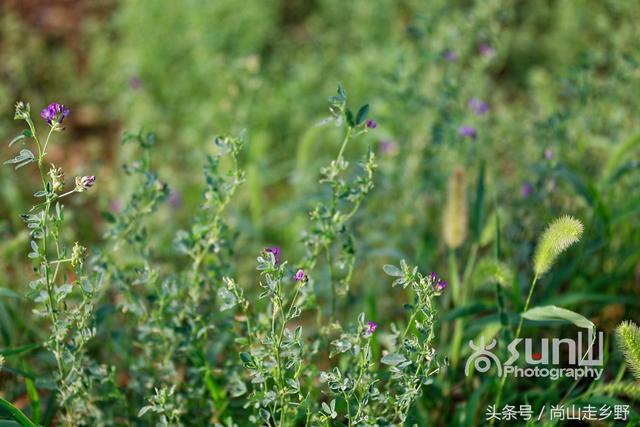 这种饲料植物营养丰富含人体全部必需氨基酸,人吃可延缓衰老?