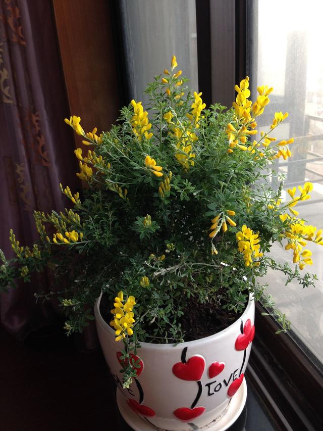 会跳舞的花,还可以吃,养花杀手都能养到三米高