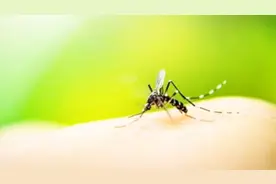 高温天蚊子反而少了？来，为你揭开蚊虫的高温“生存法则”！