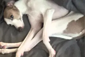 看灵缇犬这大长腿就知道人家为什么是跑的最快的过来