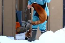 妈呀，小熊猫太萌了，可以带回家自己养吗?#萌宠#