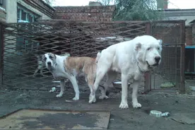 世界历史最悠久狗种:一条价值8万的中亚牧羊犬超大超机智图片