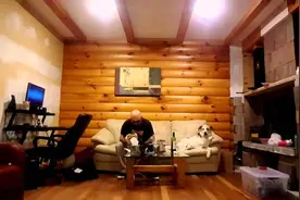 没得吃的狗狗只能一直偷看主人大快朵颐，当主人一转头时它却这样图片